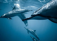 别只盯着kaiyun中国官网像不像，真正要看的是隐私权限申请和支付引导流程